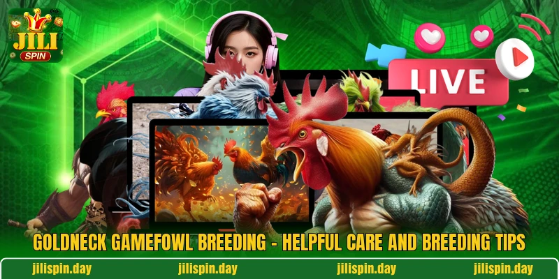 Goldneck Gamefowl Breeding - Helpful Care And Breeding Tips
