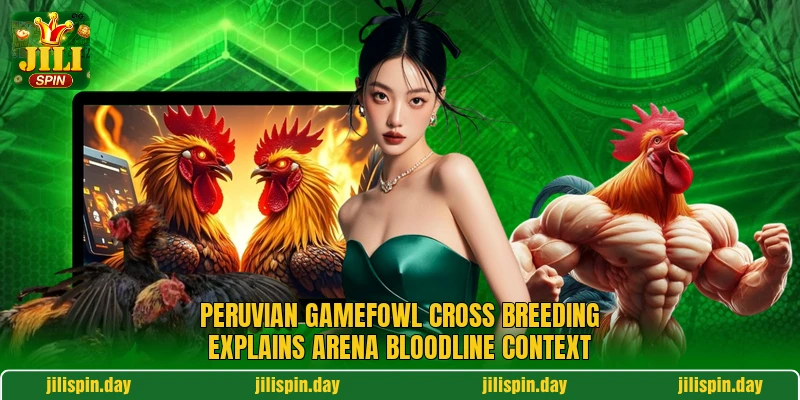 Peruvian gamefowl cross breeding explains arena bloodline context Peruvian gamefowl cross breeding explains arena bloodline context