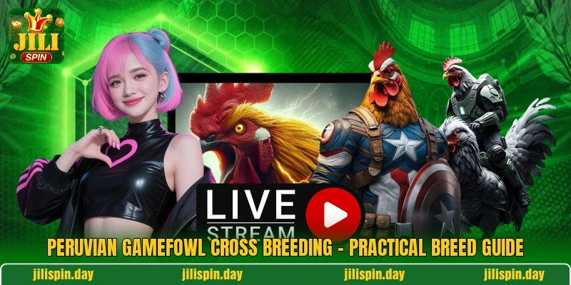 Peruvian Gamefowl Cross Breeding - Practical Breed Guide